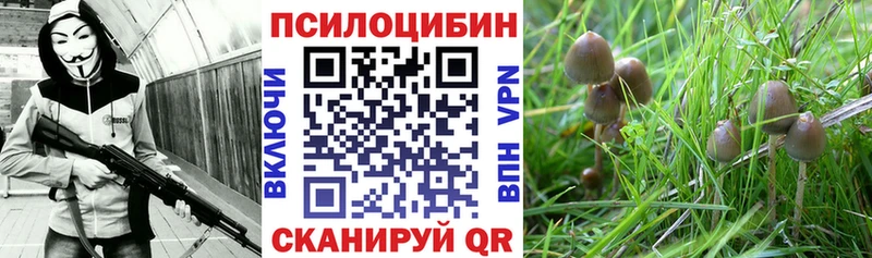 Купить закладки  Ивантеевка  Псилоцибиновые грибы Magic Shrooms 